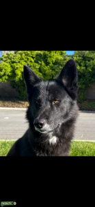 Low content Male Wolf Dog  Listing Image