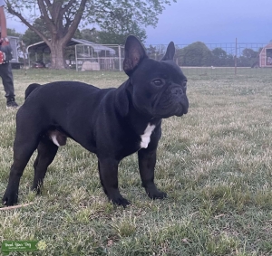 Champion bloodline AKC French Bulldog  Listing Image