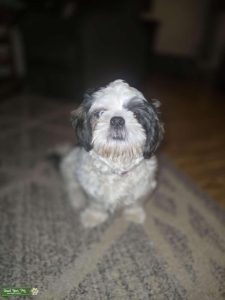 The Most Unique Shih Tzu! Listing Image