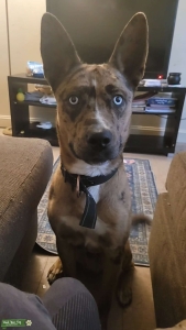 Catahoula/GSD/Husky Mix Stud Listing Image