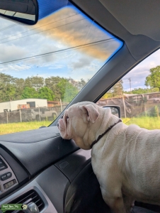 Proven English Bulldog Stud – Gainesville, GA Listing Image