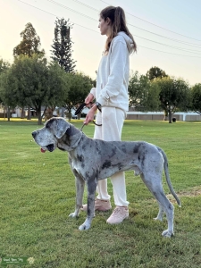 AKC European Blue Merle Listing Image