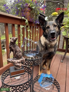 Titled CZ GSD  Listing Image