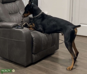Doberman Stud Listing Image