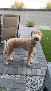 Louie the AZ doodle stud  Listing Image
