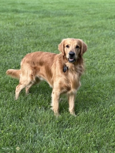 I’m your Golden Boy, AKC Registered  Listing Image