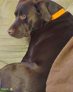 Good Looking Purebred Chocolate Lab Listing Image