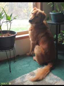 Golden Retriever Stud looking to mate Listing Image