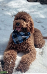 Beau Lebear Listing Image
