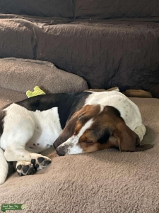 Tru color Bassett hound Stud Listing Image