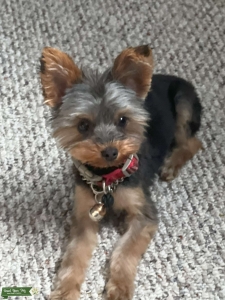 Elite 3lb Teacup Yorkie Stud - ACA registered - Available in MD Listing Image