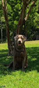 AKC Silver Lab Stud Listing Image