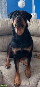 Rottweiler champion bloodline Listing Image