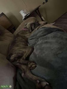 Looking to breed my dog Listing Image