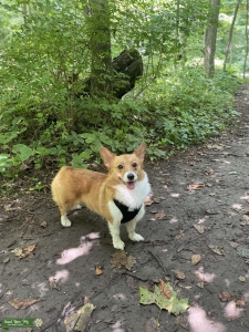 AKC Pembroke Corgi Listing Image