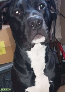 Tuxedo Mastiff-Pit Mix Listing Image