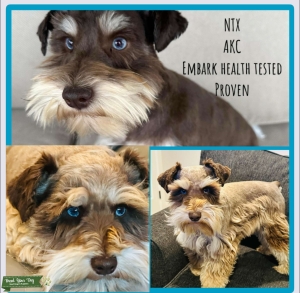 AKC Miniature Schnauzer  Listing Image