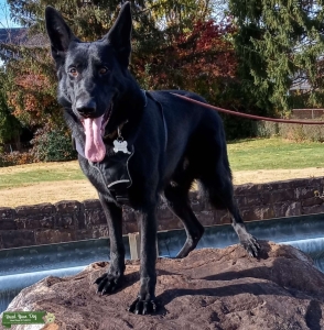 All black male German Shepard  Listing Image