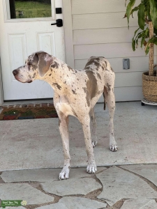AKC Registered Lilac Merle Listing Image