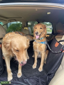 Female APR Golden Retriever Listing Image