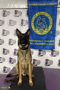 Standing at Stud - Premier Protection Dog bloodline Listing Image