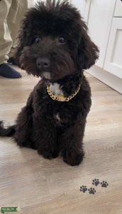 Male toy poodle Listing Image