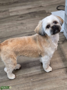 Looking for male stud Listing Image
