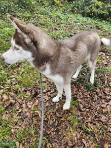 Akc female husky  Listing Image