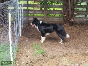 Stud Border Collie Listing Image