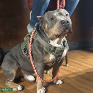 American Bully (Tri Color) Listing Image