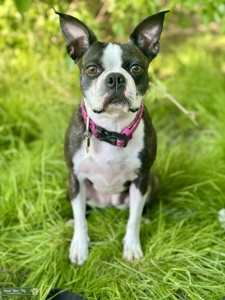 Boston Terrier looking for boyfriend Listing Image