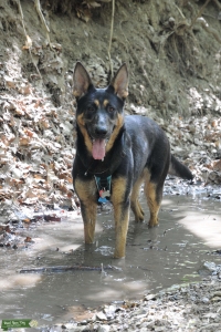 AKC Registered  Listing Image