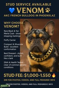 Venom – Elite AKC French Bulldog Stud | Carries Rare Colors | AI & Shipping Offered Listing Image
