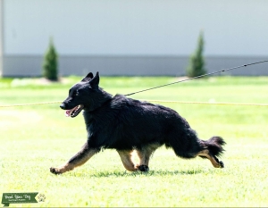 Black long coat stud dog Listing Image