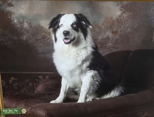 AKC Female black white markings tan points, both eyes blue Listing Image