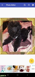 Toy Poodle Stud Listing Image