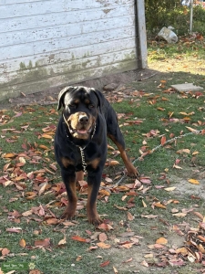 Male Rottie Listing Image