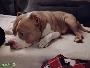 American bully  Listing Image