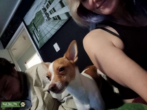 Tan and white  jack russel X mini foxy Listing Image