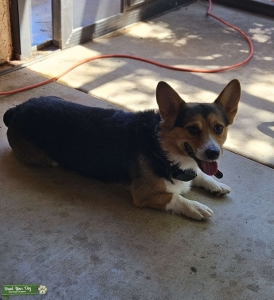Tricolor Pembroke Corgi Stud Listing Image