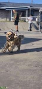 Male cocker spaniel Listing Image