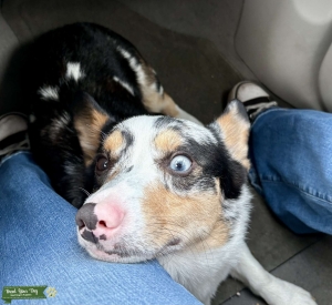 (STUD SERVICES) Blue Merle AKC Registered Pembroke Welsh Corgi  Listing Image