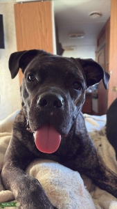 1 year old female corso Listing Image