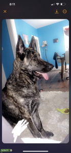 Sable German Shepherd  Listing Image