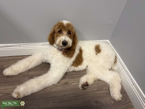 Standard Poodle Female looking for a stud Listing Image