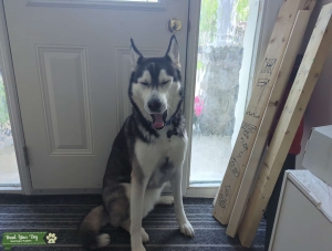 Husky looking for Pomsky stud Listing Image