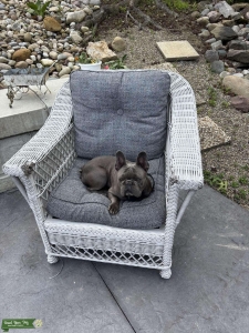 French Bulldog  Listing Image
