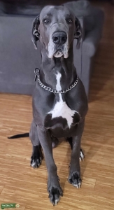 Blue coat colored eyes Great Dane  Listing Image