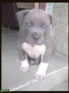 Add some, quality, muscle, work driven, and intelligence into your breeding program.. Listing Image