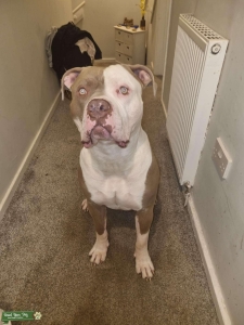 American Bulldog  Listing Image